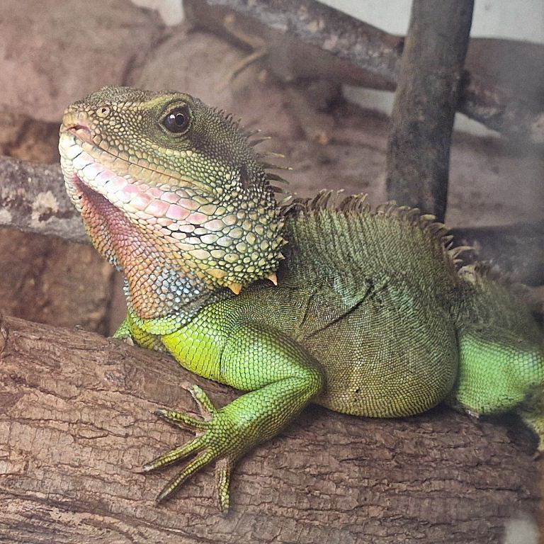 Chinese Water Dragon male