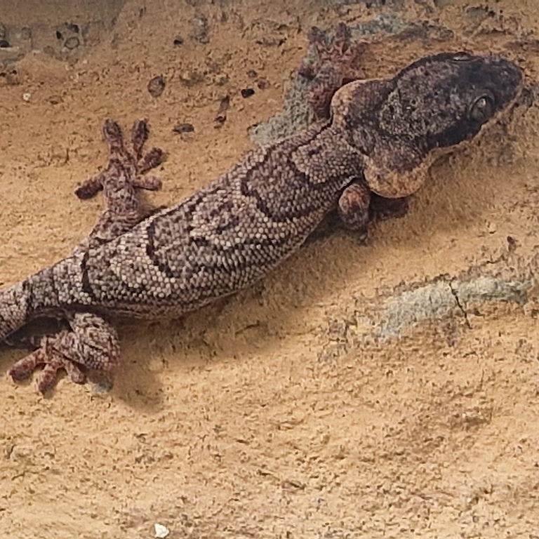 African Banded Velvet Gecko