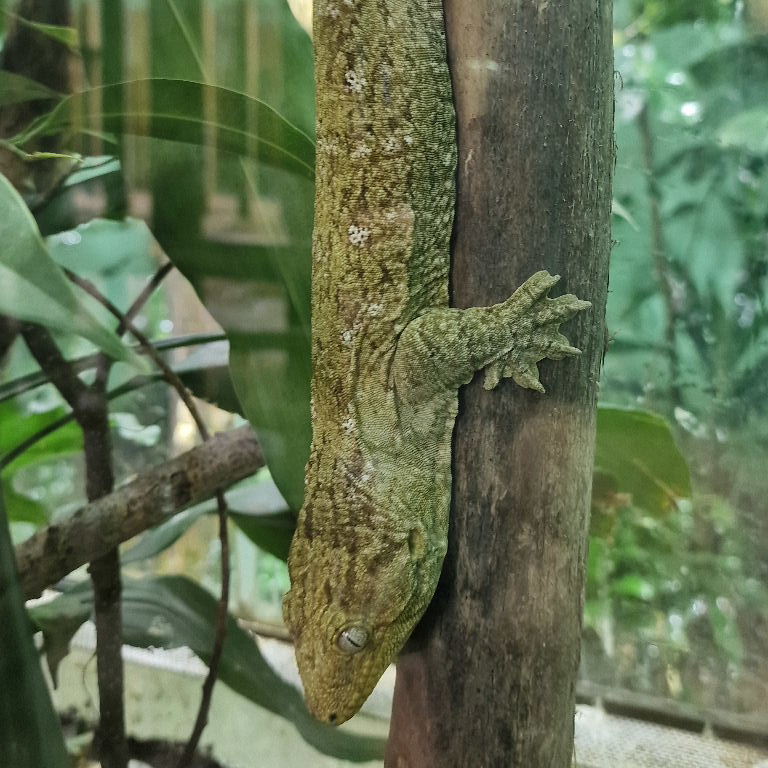 Bavay's Giant Gecko