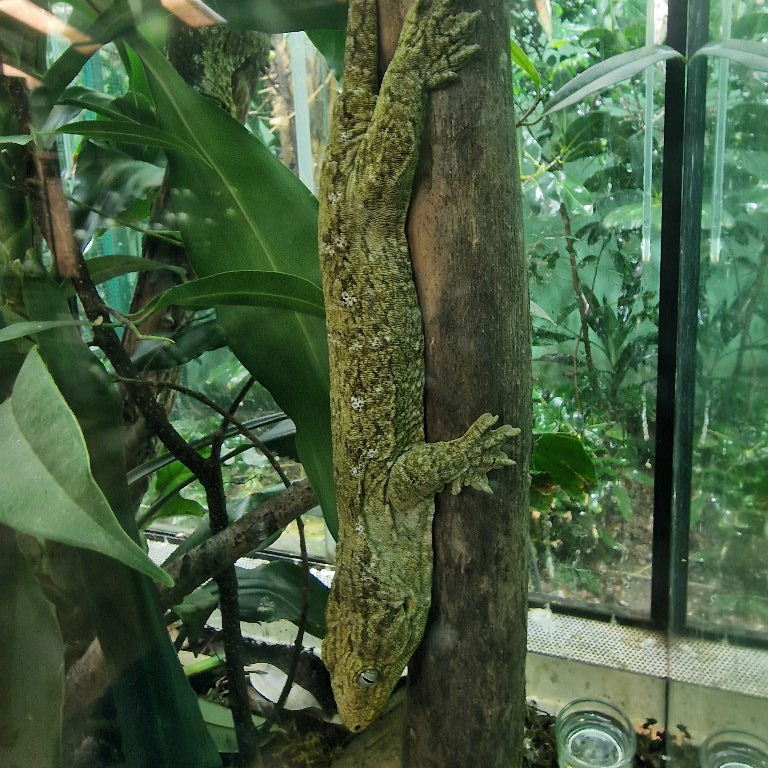 Bavay's Giant Gecko