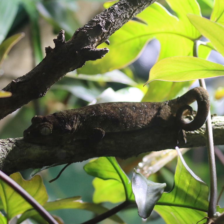 Bavay's Giant Gecko
