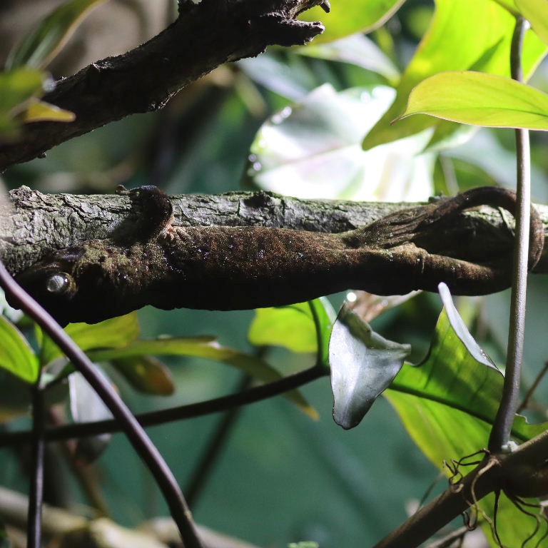 Bavay's Giant Gecko