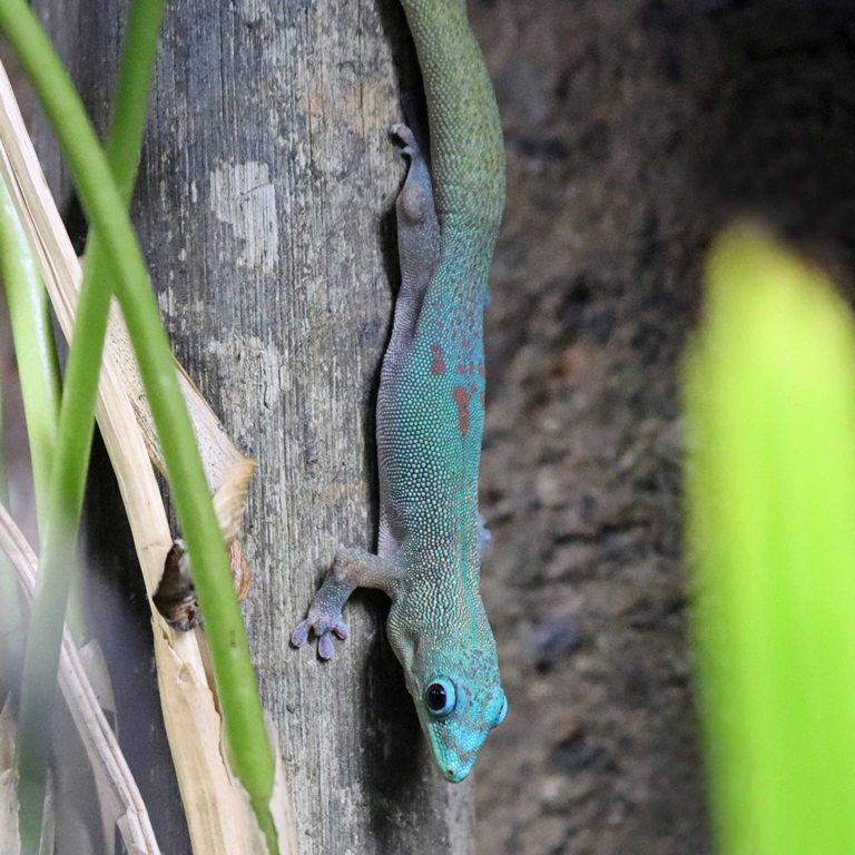 Gold Dust Day Gecko