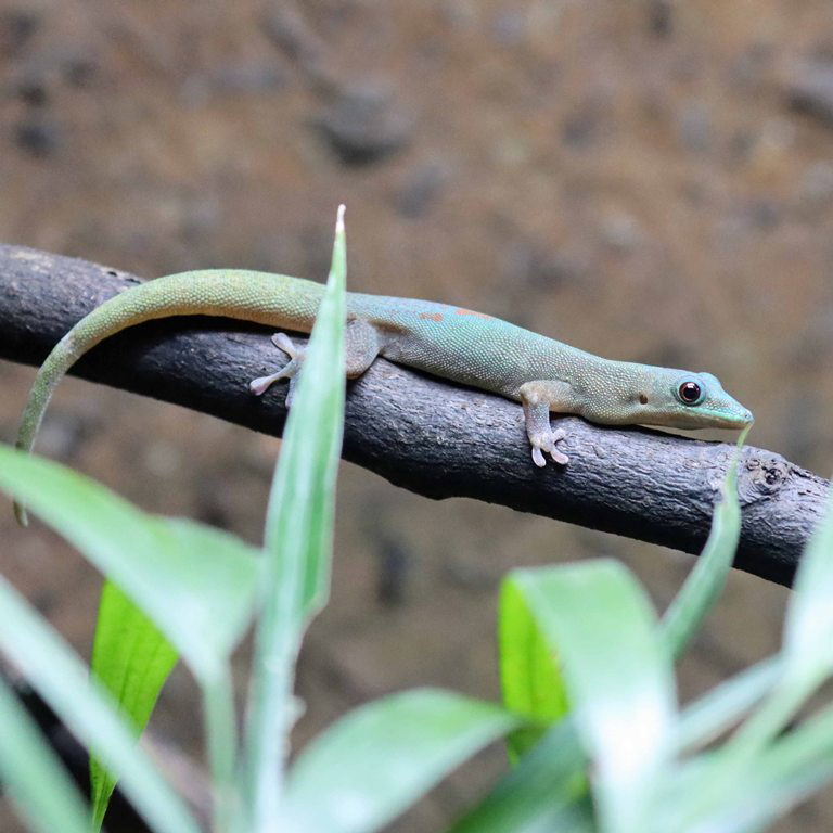 Gold Dust Day Gecko