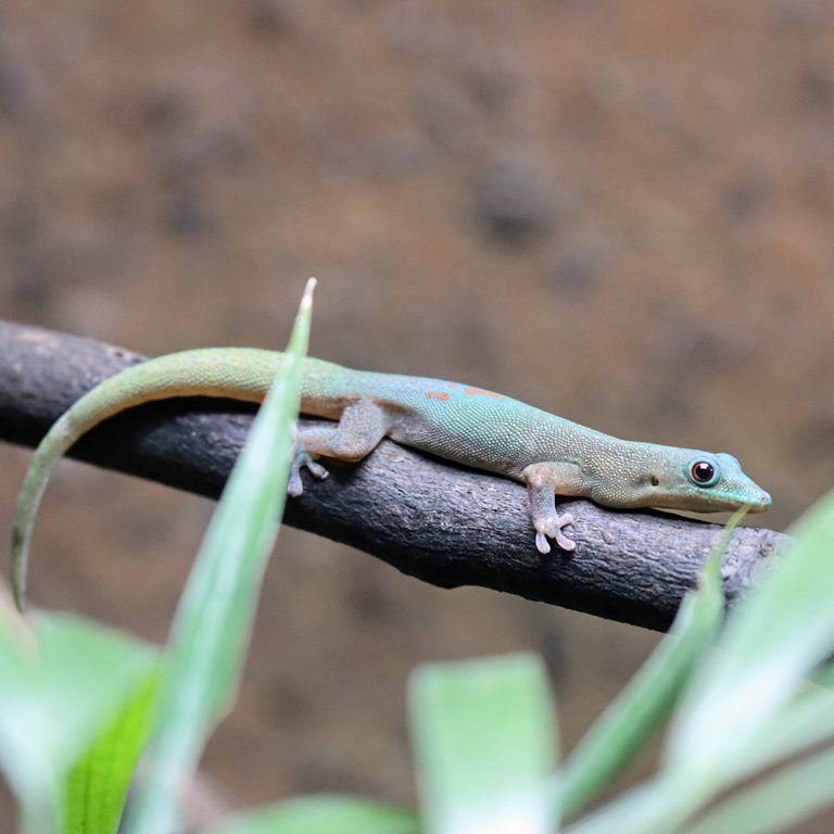 Gold Dust Day Gecko