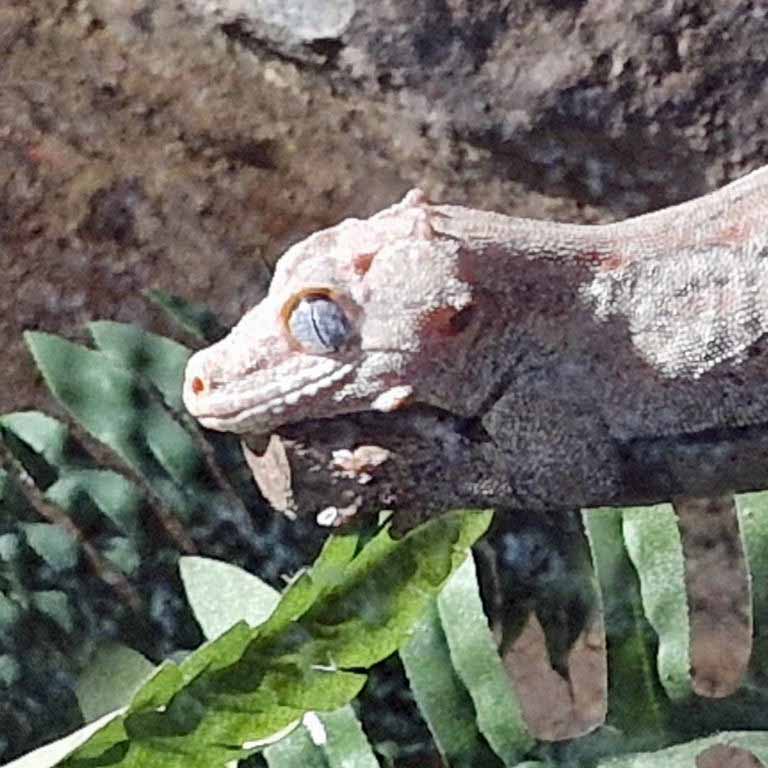Knob-headed Giant Gecko knobby head and eye