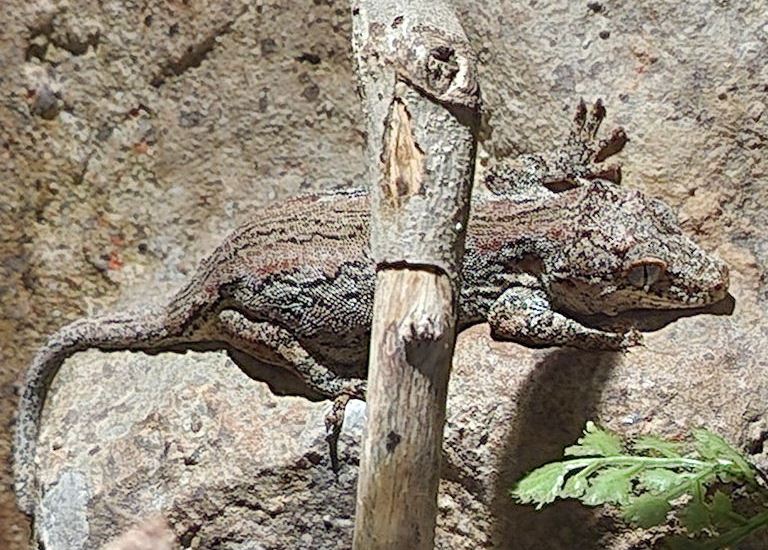 Knob-headed Giant Gecko