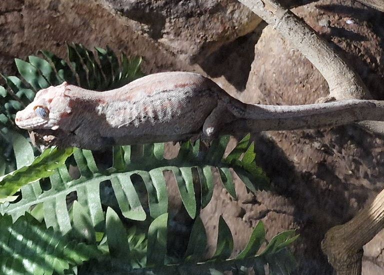 Knob-headed Giant Gecko