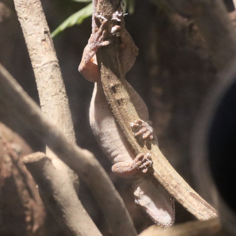 Knob-headed Giant Gecko underside