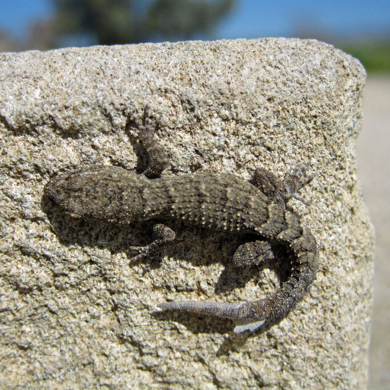Kotschy's Gecko