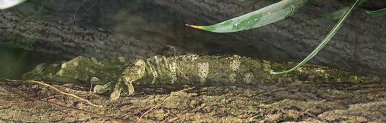 Leach's Giant Gecko