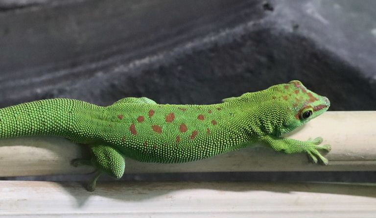 Madagascar Common Day Gecko