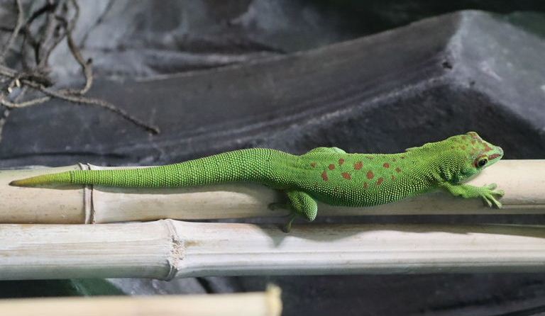 Madagascar Common Day Gecko
