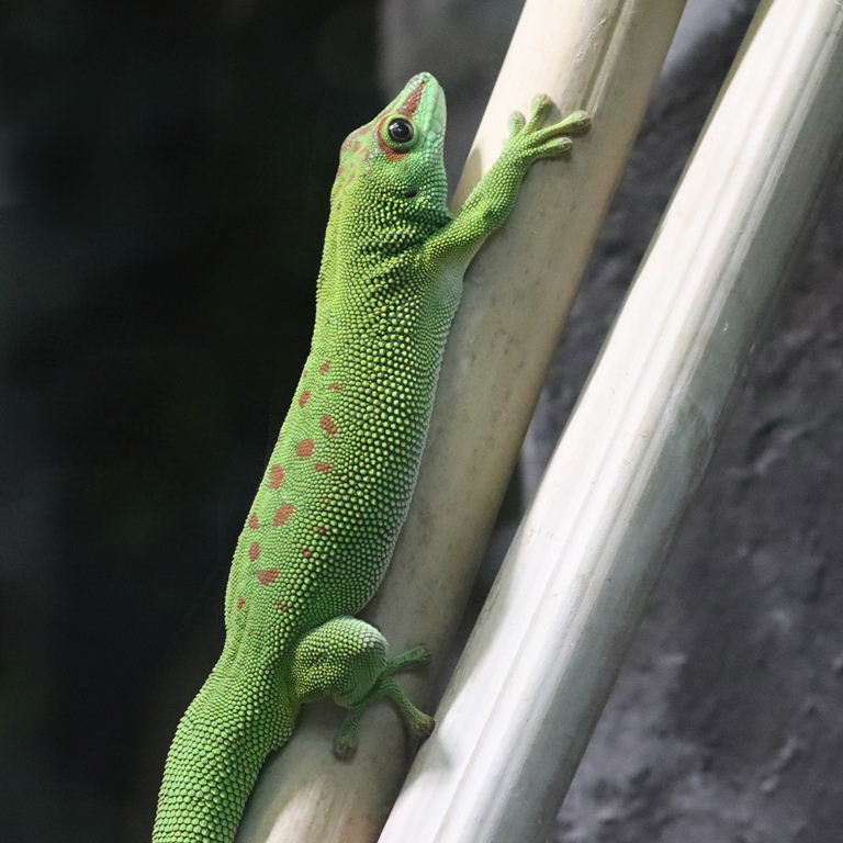 Madagascar Common Day Gecko