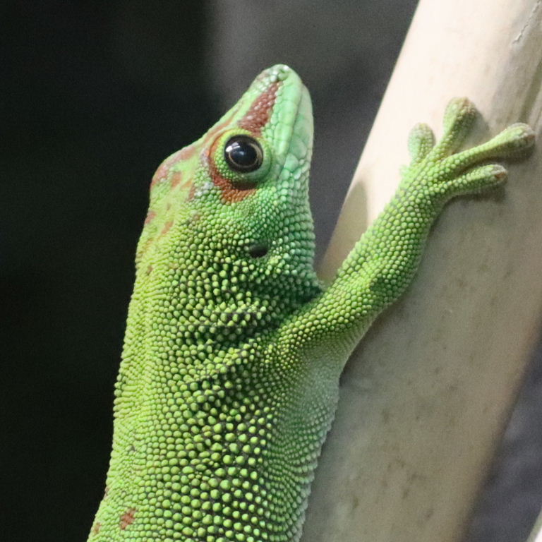 Madagascar Common Day Gecko