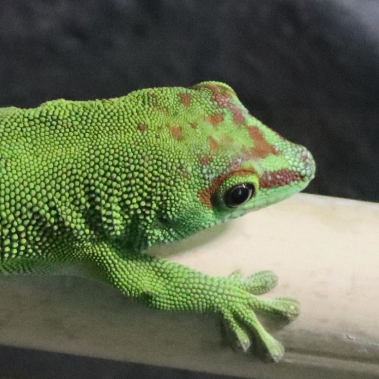 Madagascar Common Day Gecko