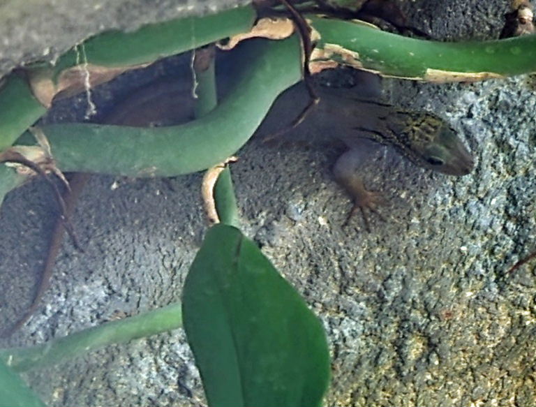 Psychedelic Rock Gecko