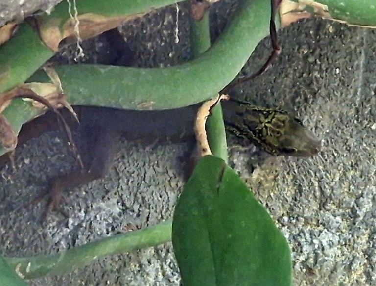 Psychedelic Rock Gecko