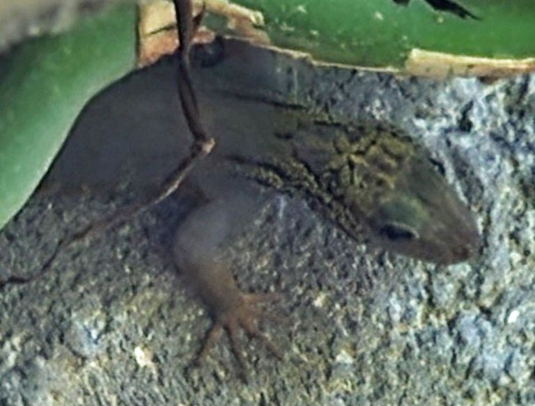 Psychedelic Rock Gecko