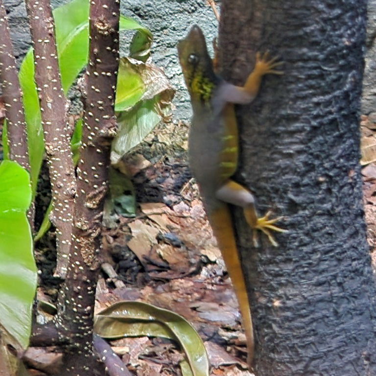 Psychedelic Rock Gecko