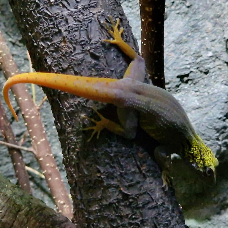 Psychedelic Rock Gecko