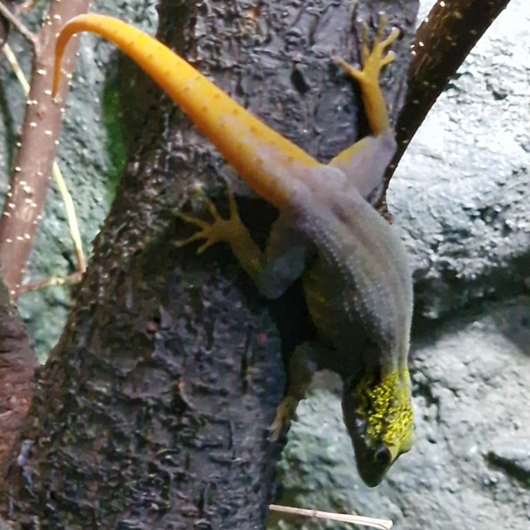 Psychedelic Rock Gecko