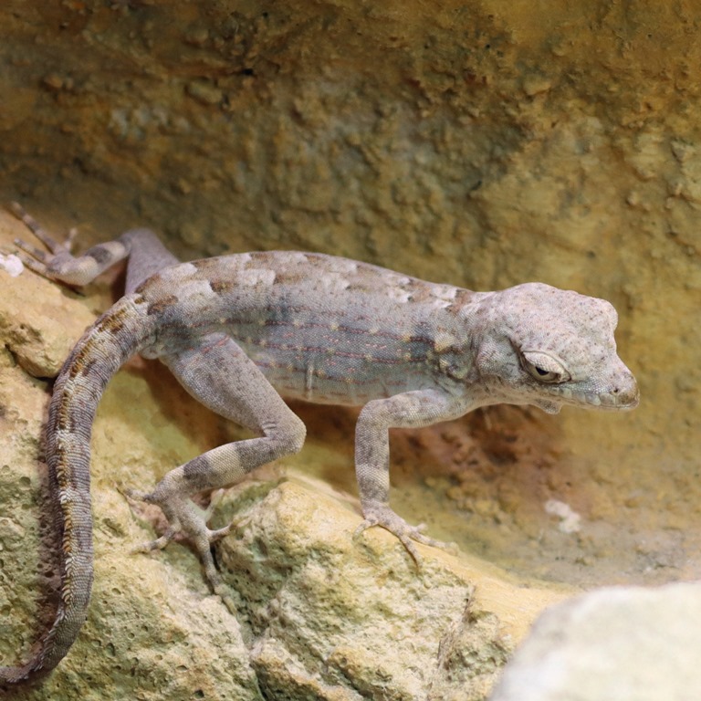 Carter's Semaphore Gecko