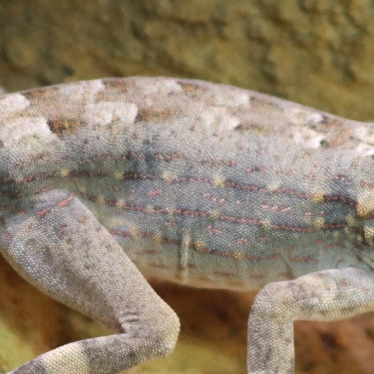 Carter's Semaphore Gecko