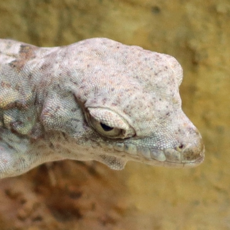 Carter's Semaphore Gecko