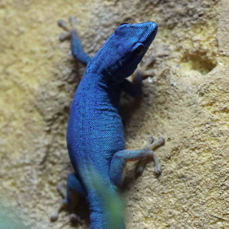 Turquoise Dwarf Gecko male