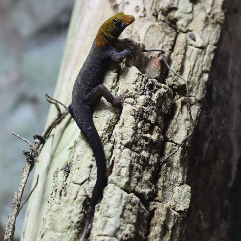 Yellow-headed Gecko