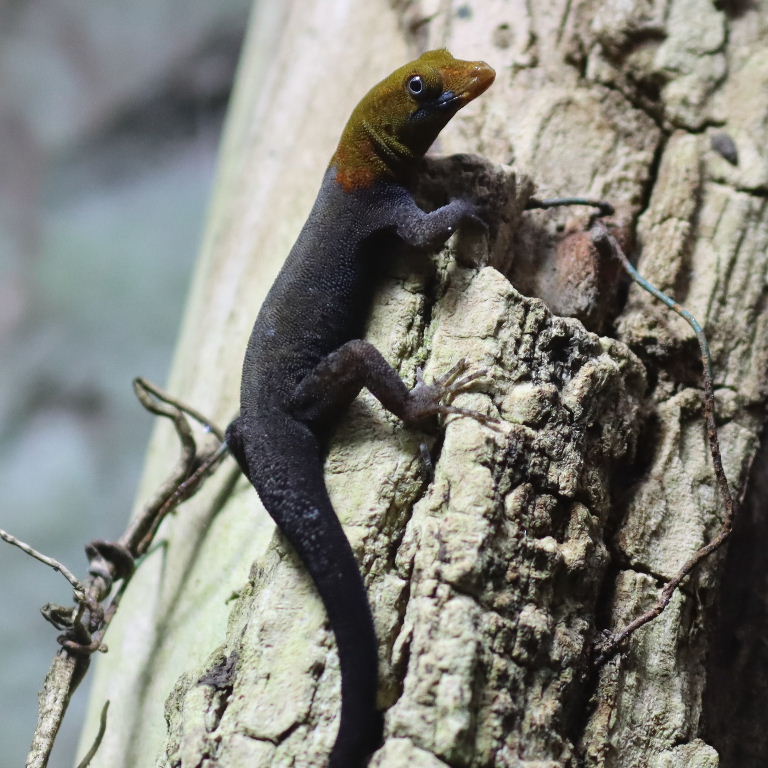 Yellow-headed Gecko