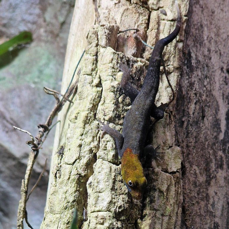 Yellow-headed Gecko