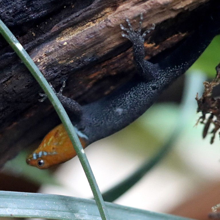 Yellow-headed Gecko male