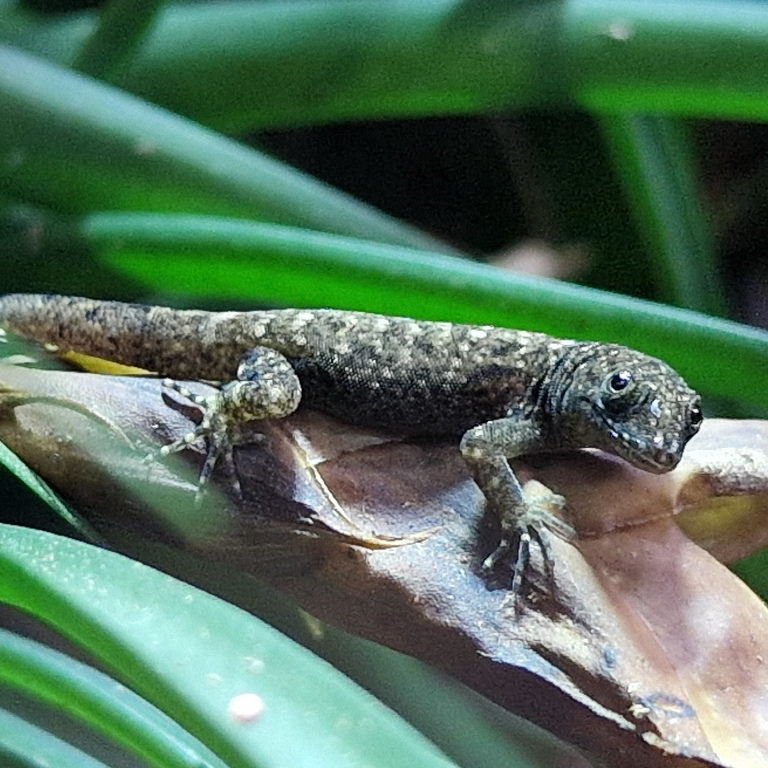 Yellow-headed Gecko female