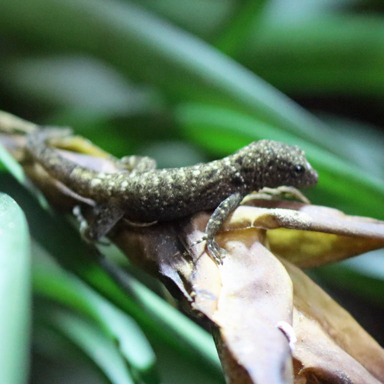Yellow-headed Gecko