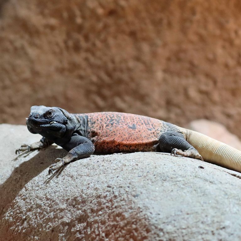 Common Chuckwalla