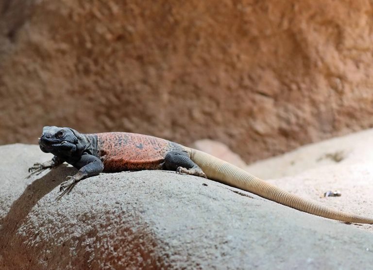 Common Chuckwalla