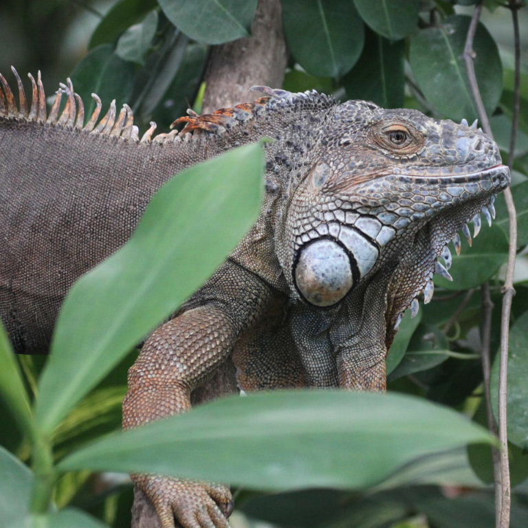 Green Iguana