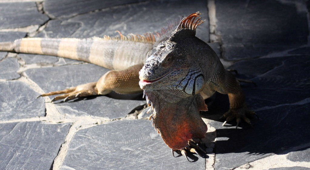 Green Iguana