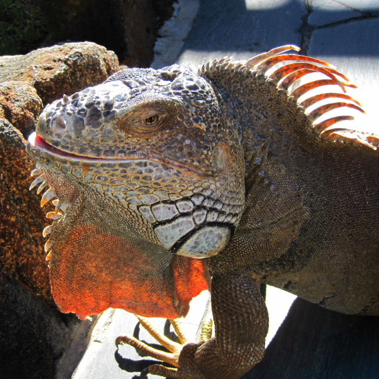 Green Iguana