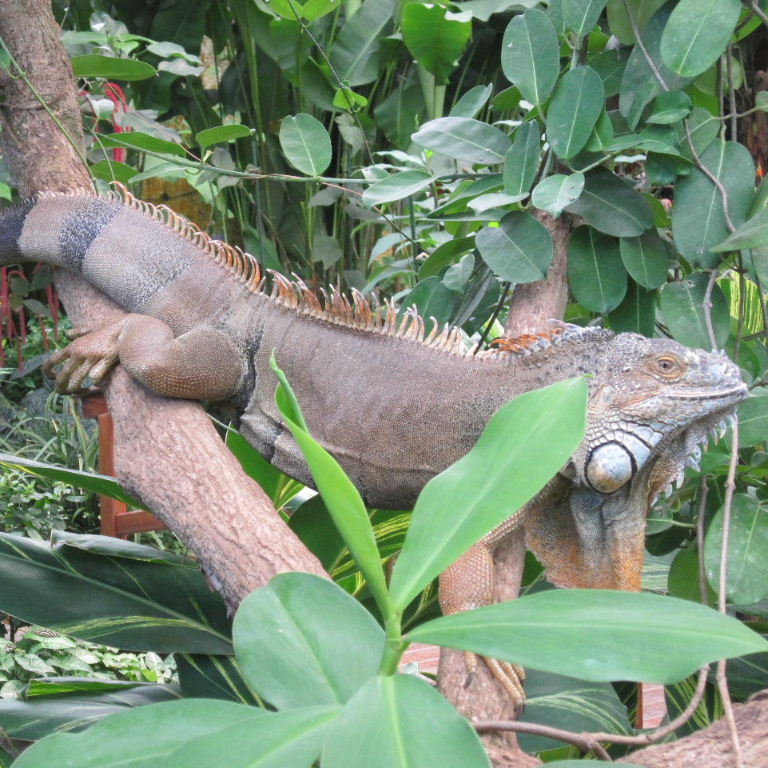 Green Iguana