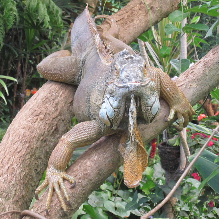 Green Iguana