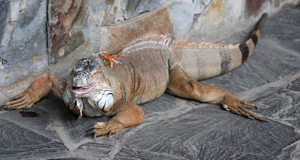 Common Iguana