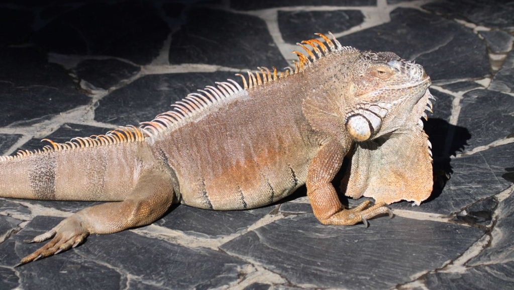 Green Iguana