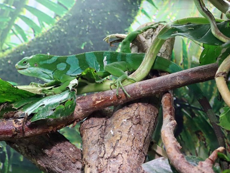 Lau Banded Iguana