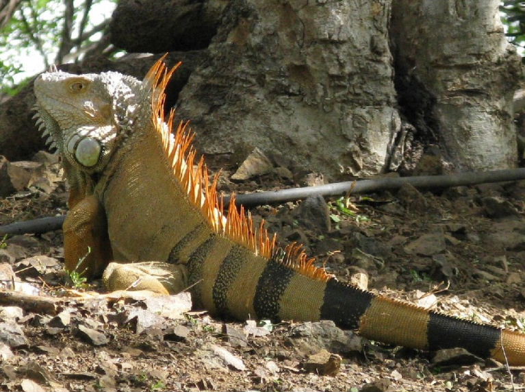 Green Iguana