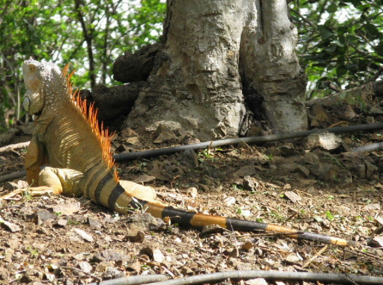 Common Iguana