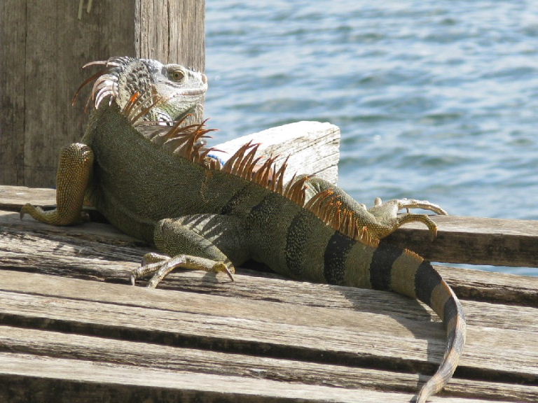 Green Iguana