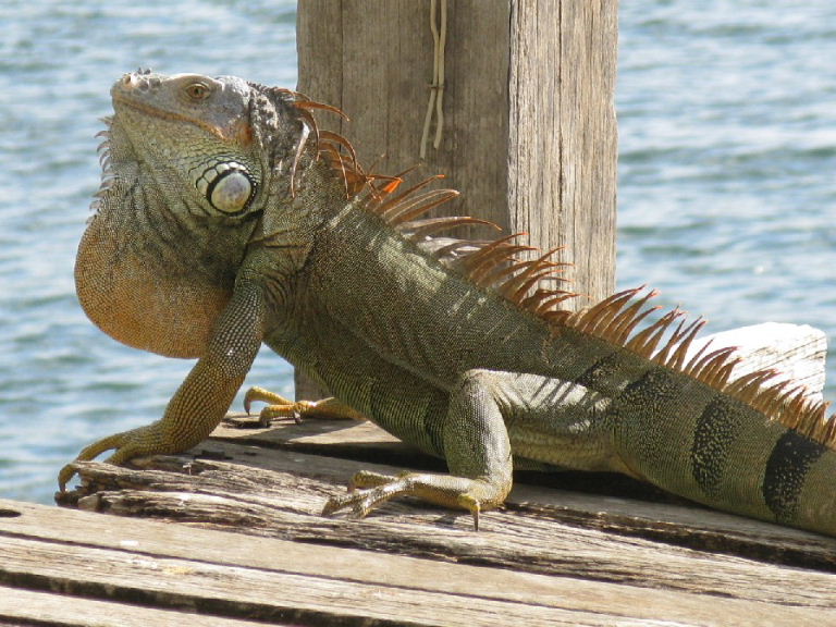 Common Iguana